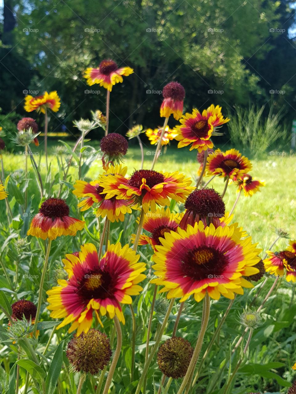 flowers and summer time  😉🌺🌺🌺🌺🌺🌻🌻🌞🌞