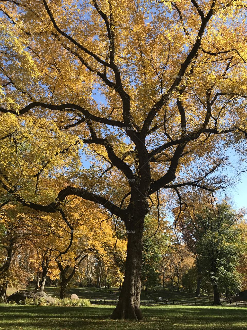 Beautiful yellow autumn tree