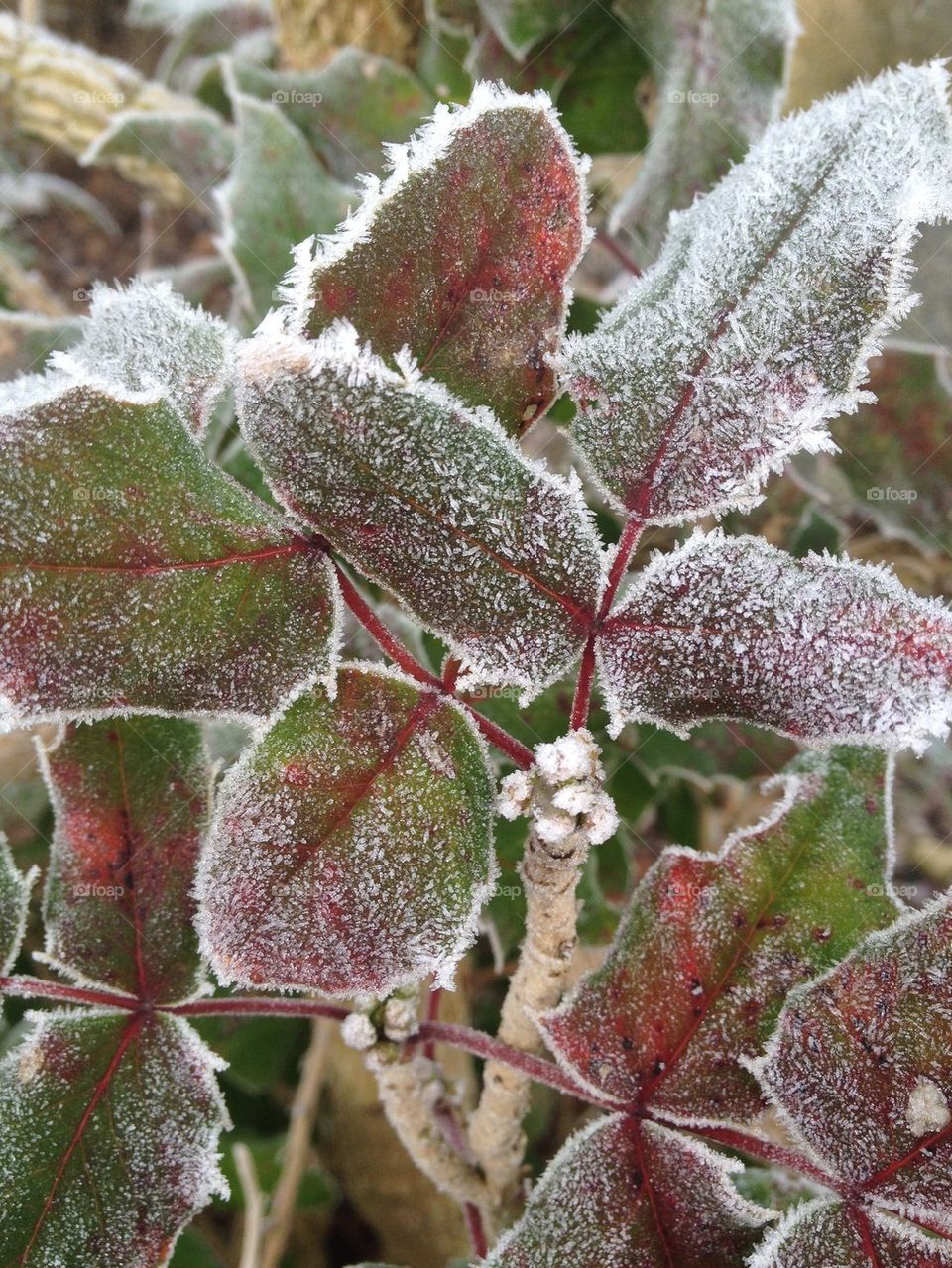 Frost , flower 