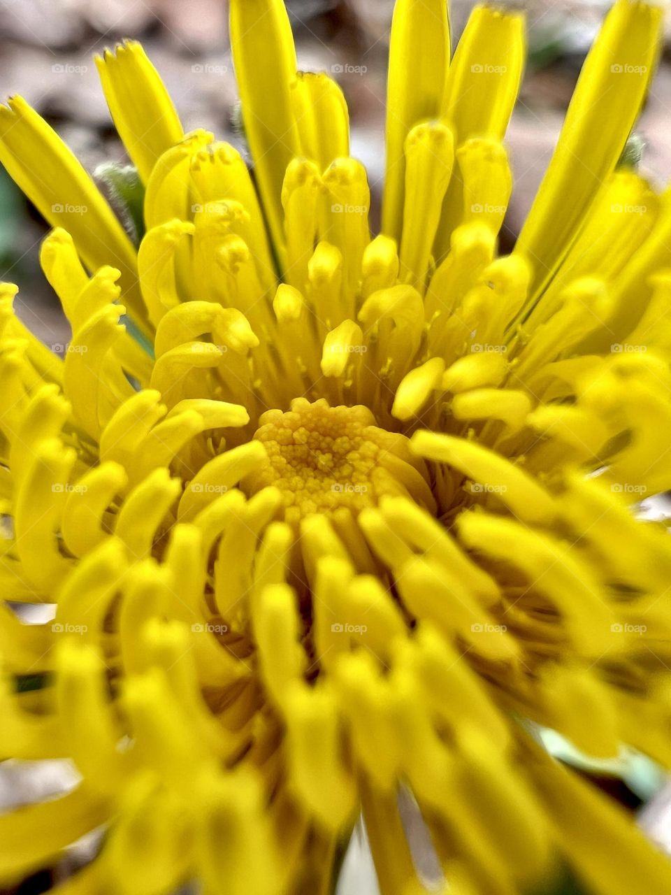 Extreme closeup of a spring bloom, using full frame and selective focus. The new petals open in a concentric pattern and are a vivid yellow