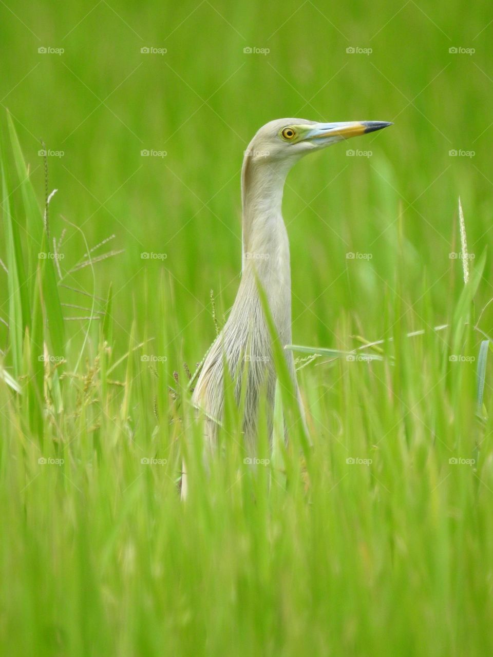 Egret