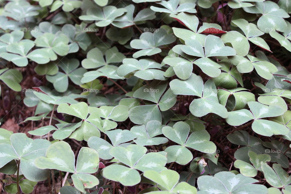 Clover Patch 2. A clover patch at the Grotto