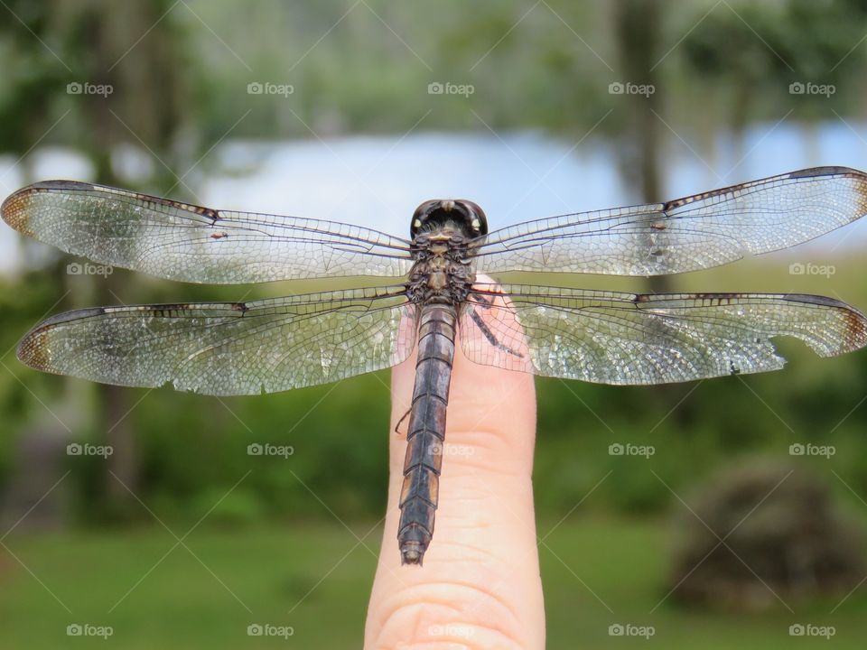 dragonfly on finger
