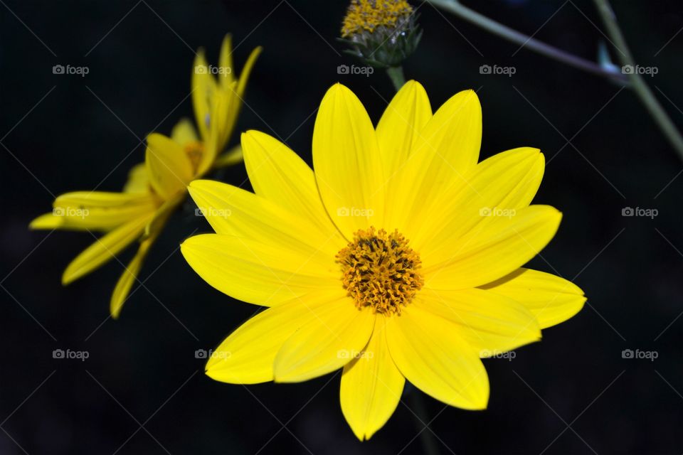 Closeup of a yellow flower
