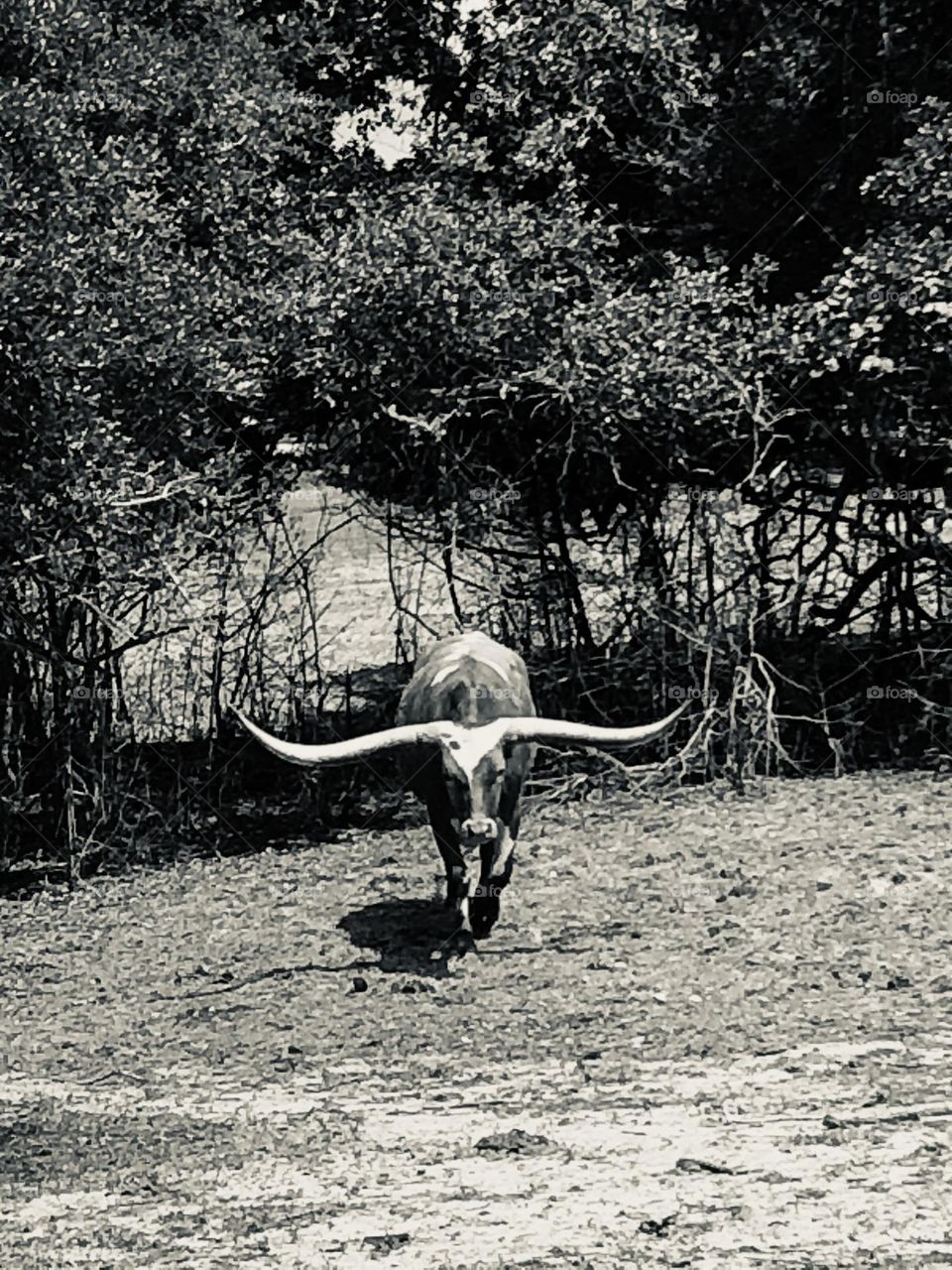 Bigger and better in Texas - the longhorn, that is. 