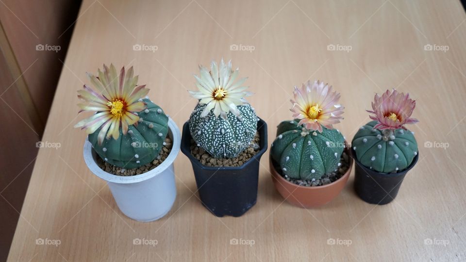 cactus astrophytum asterias flowers