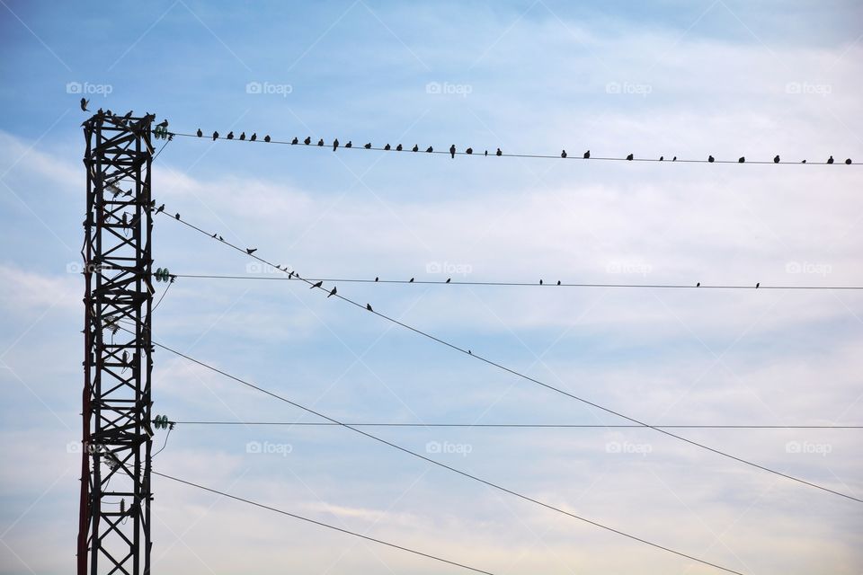 electricity tower and wires full of birds