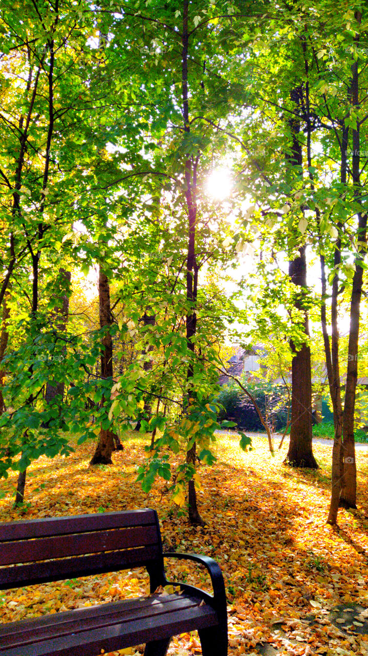 Park in autumn