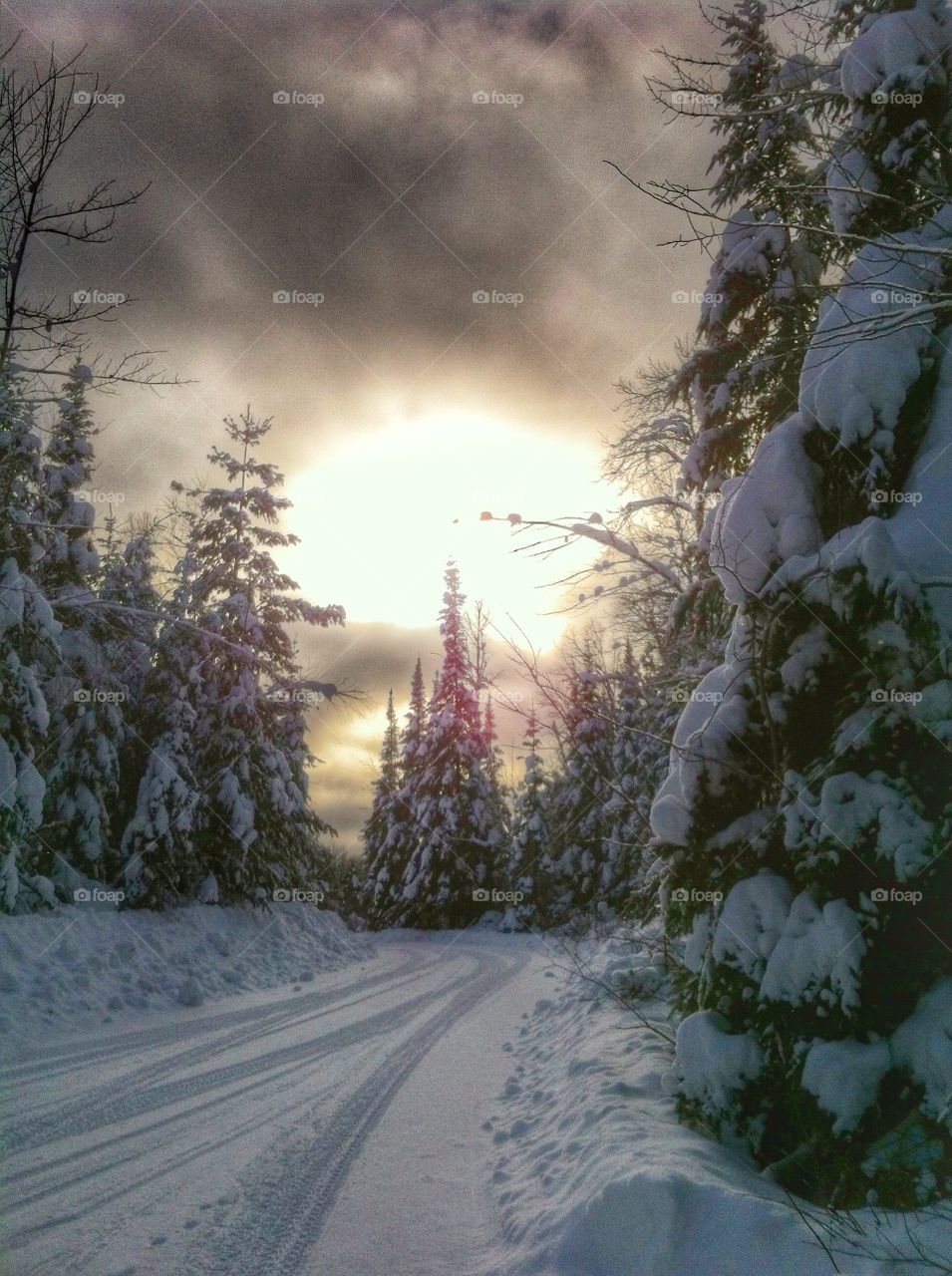 Snow covered road in forest