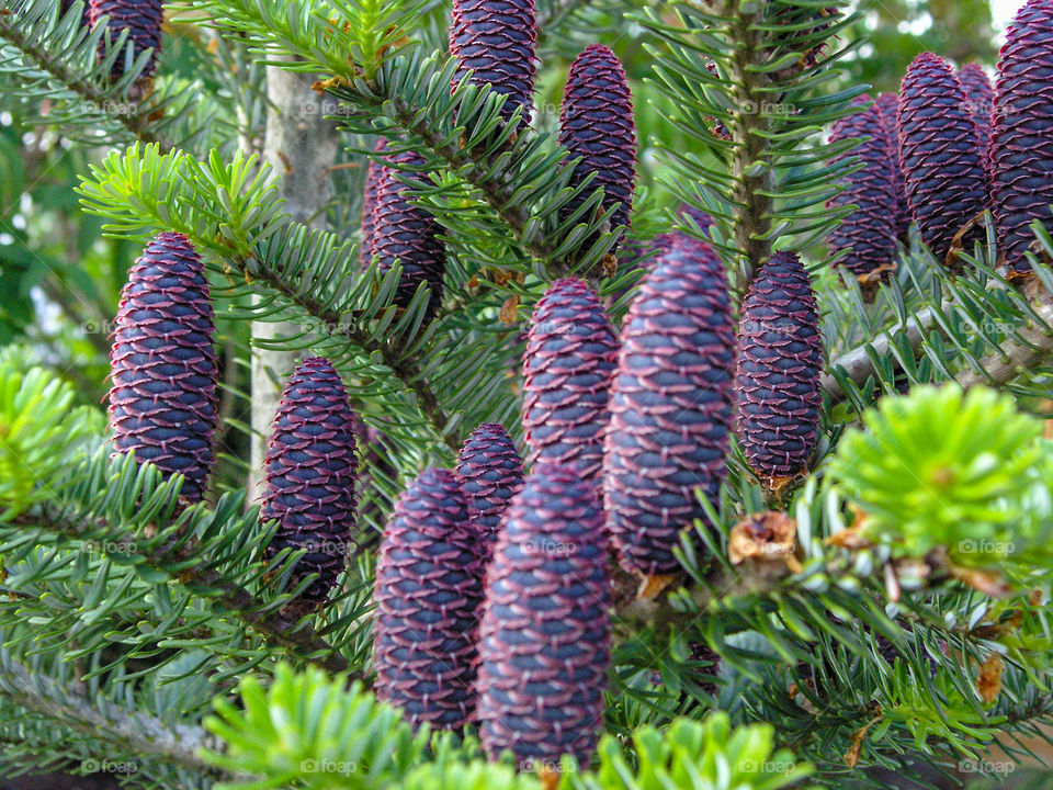 Branch with pinecones