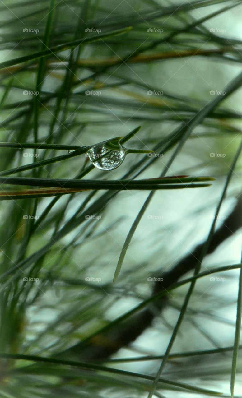 raindrop on pine needles