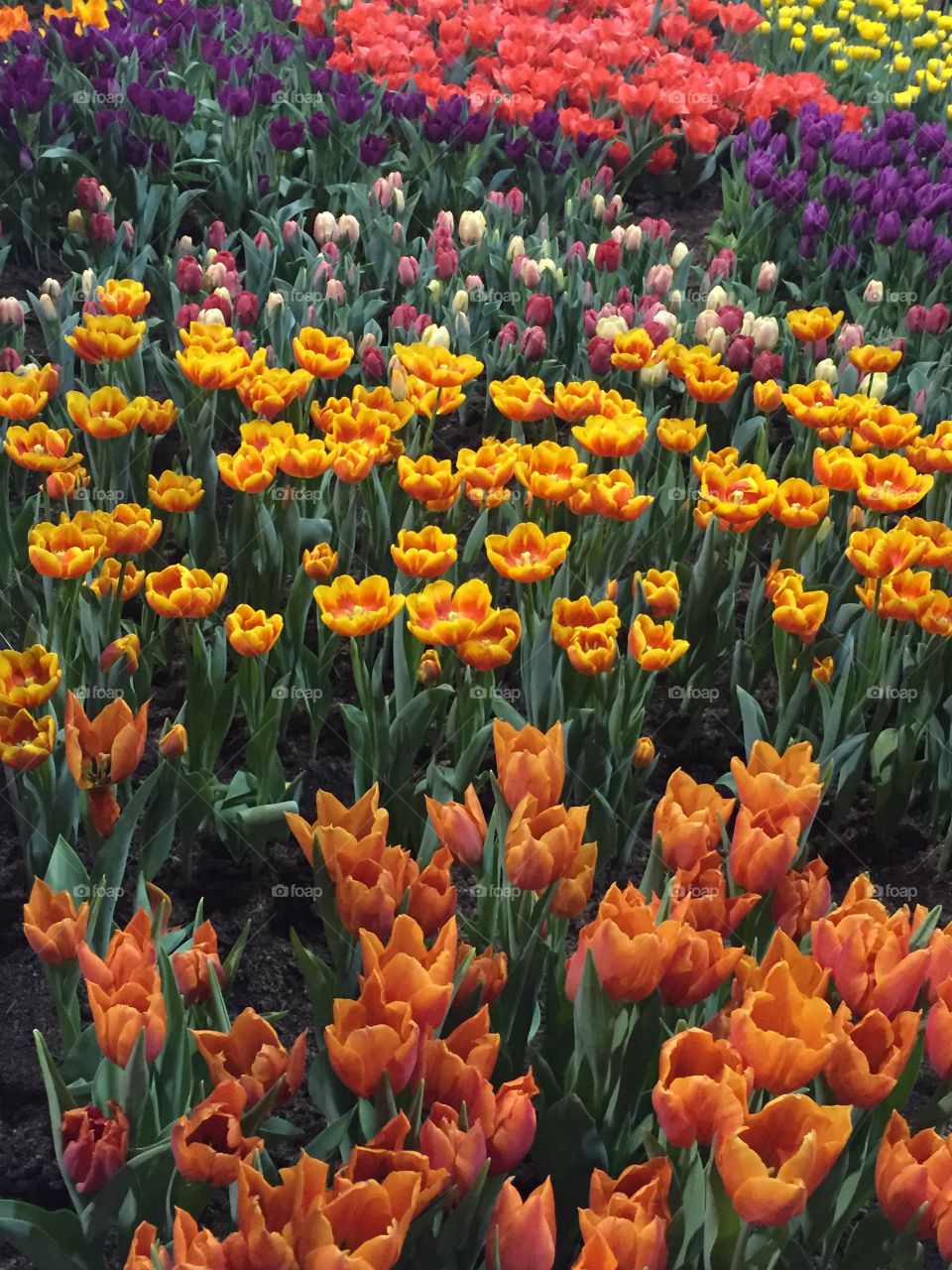 Field of tulips 
