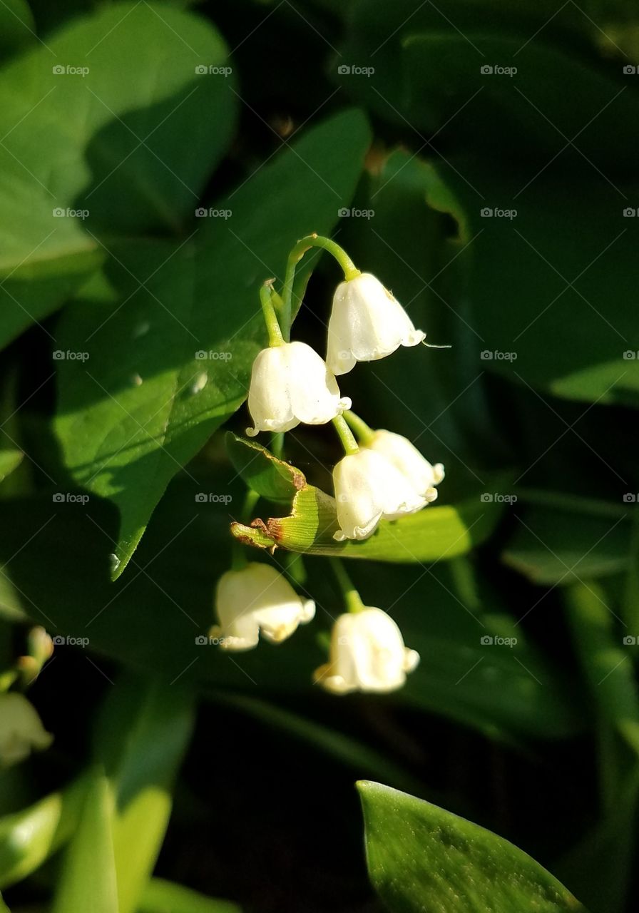 Lilly of the valley