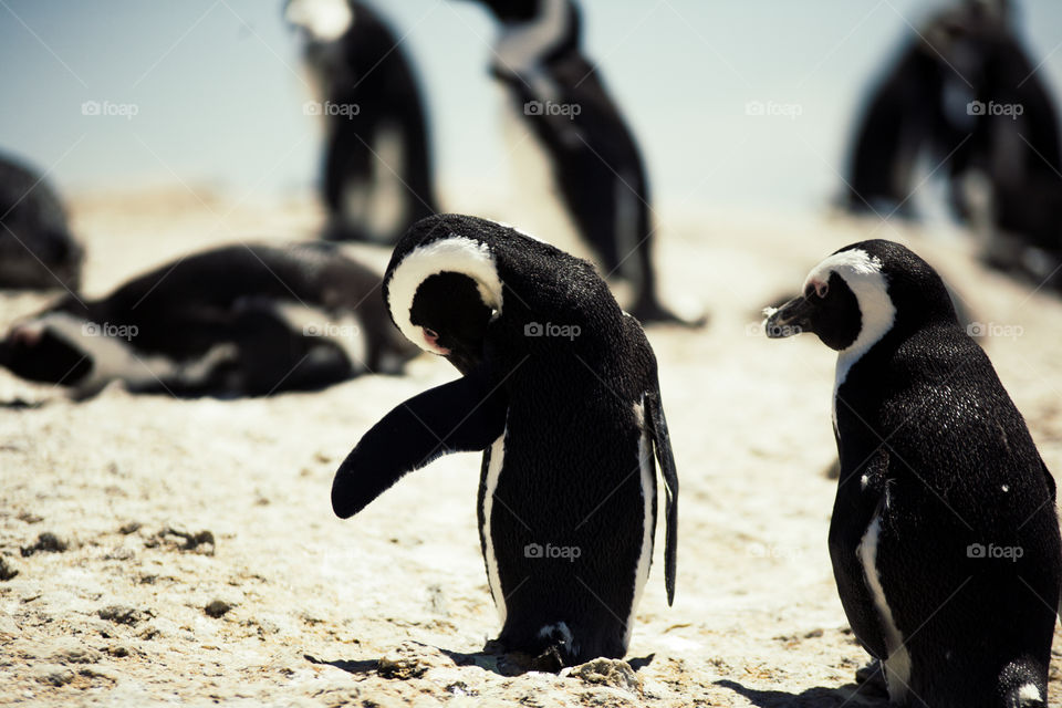 Cape Penguin - A little clean-up