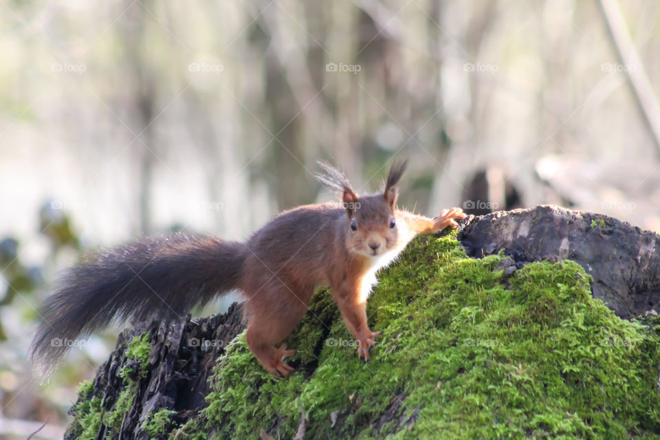 Squirrel in the woods