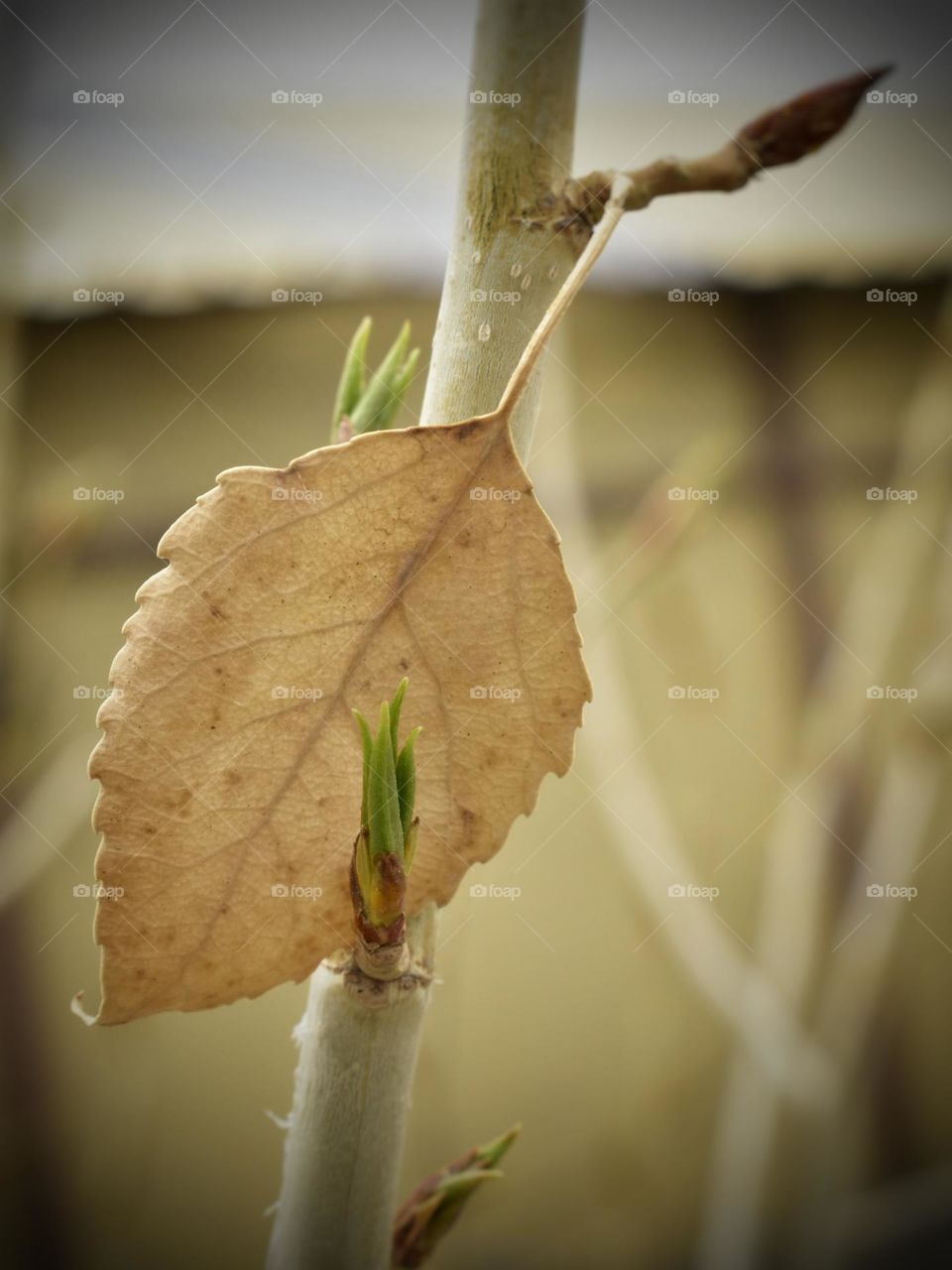 leaves of two seasons , dead and new born