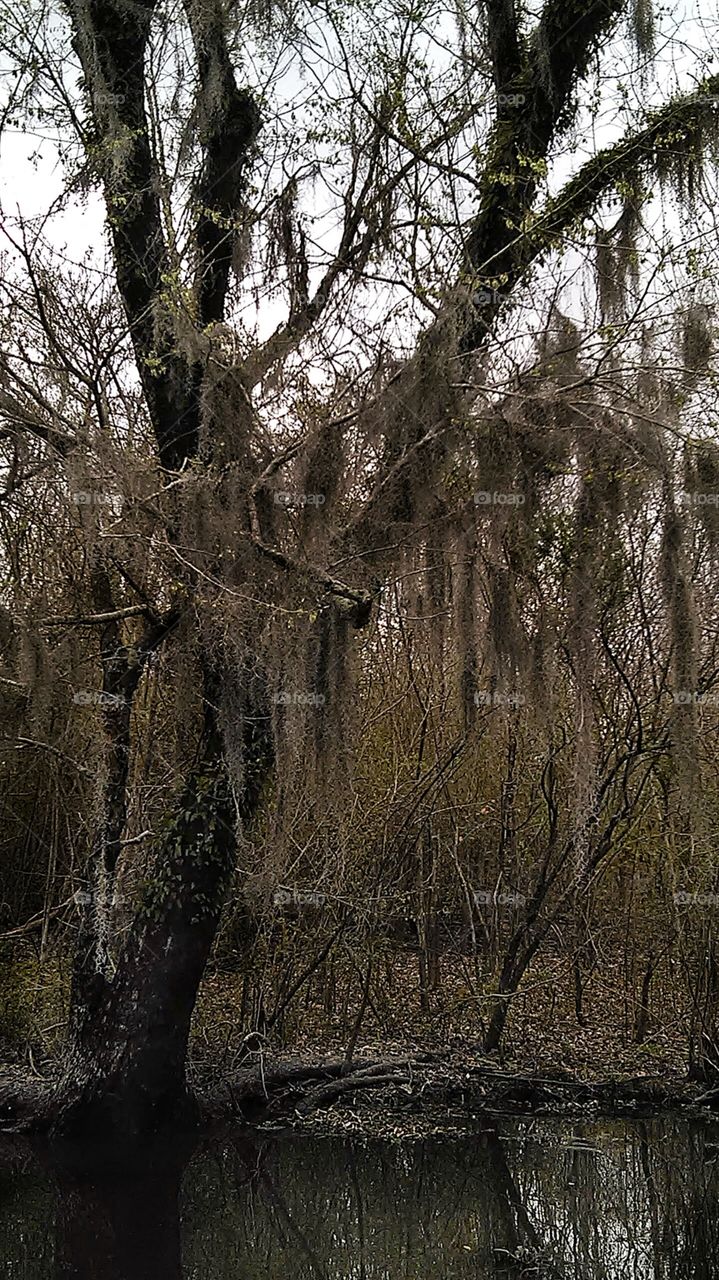 Swampy Pic
