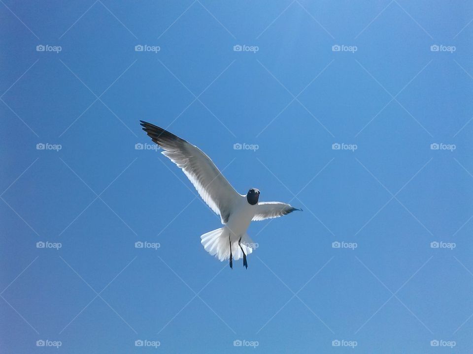 seagull