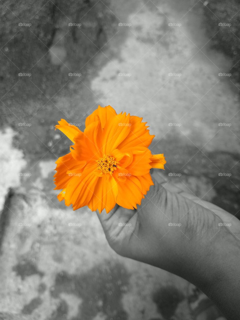 yellow flower
Bhringraj flower
nature
striking yellow
beautiful