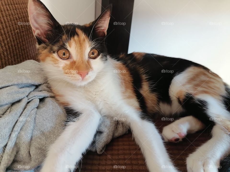 My cat's pretty eyes