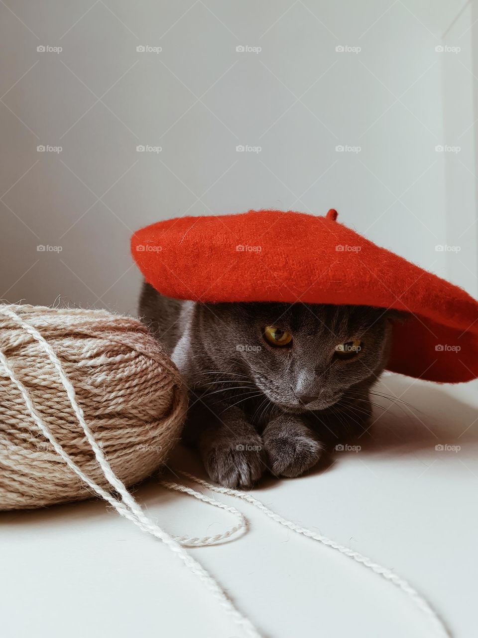 cat in red