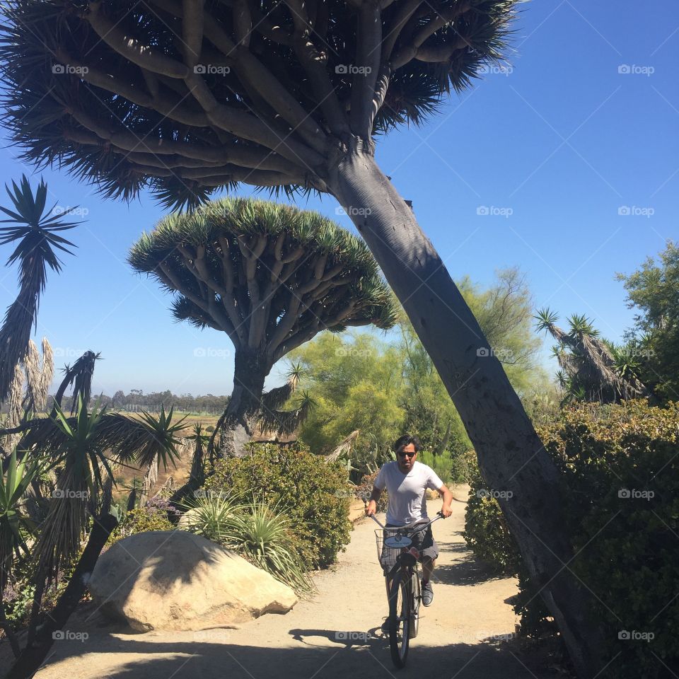 Biking through balboa park with exotic trees
