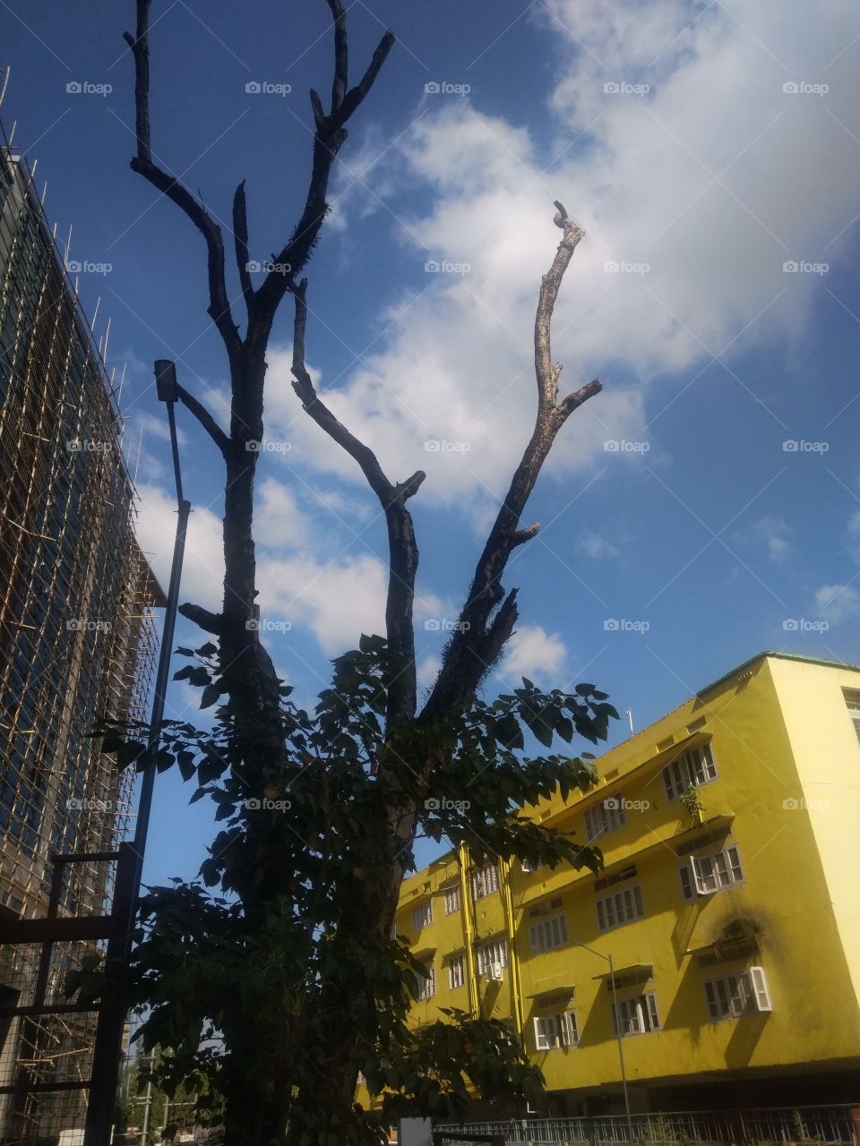 Dieng trees in between buildings