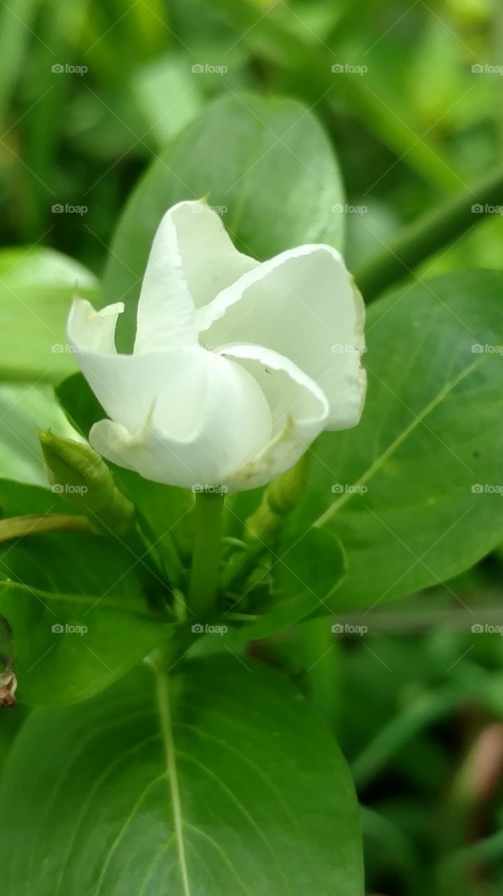 mostly closed flower