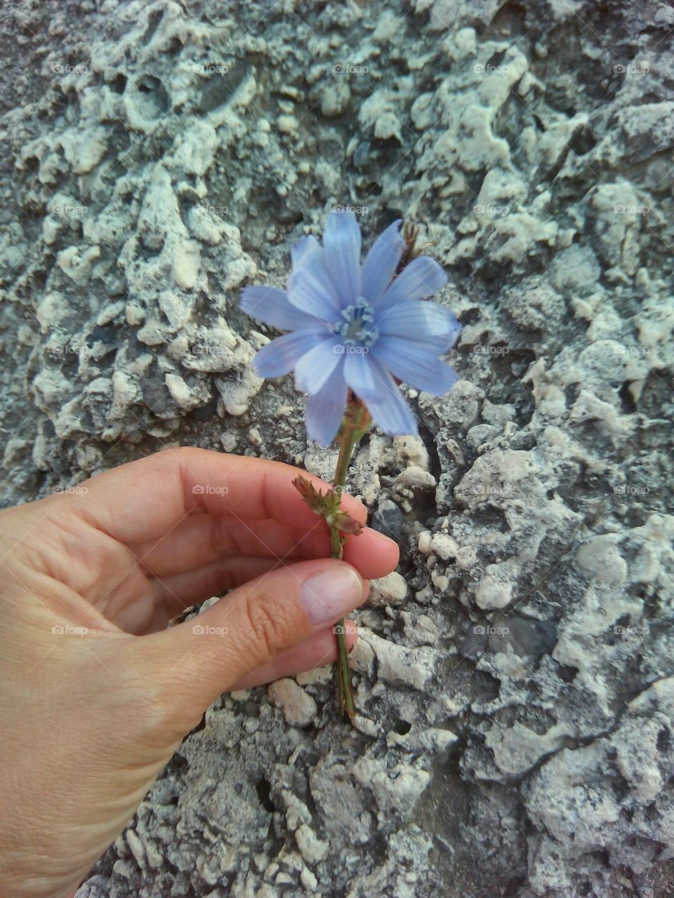 Nature, Flora, No Person, Summer, Closeup