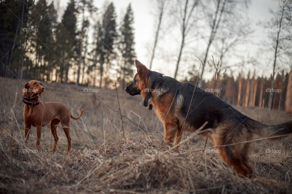 German shepherd young male dog playing with Hungarian vizsla dog outdoor at a spring evening