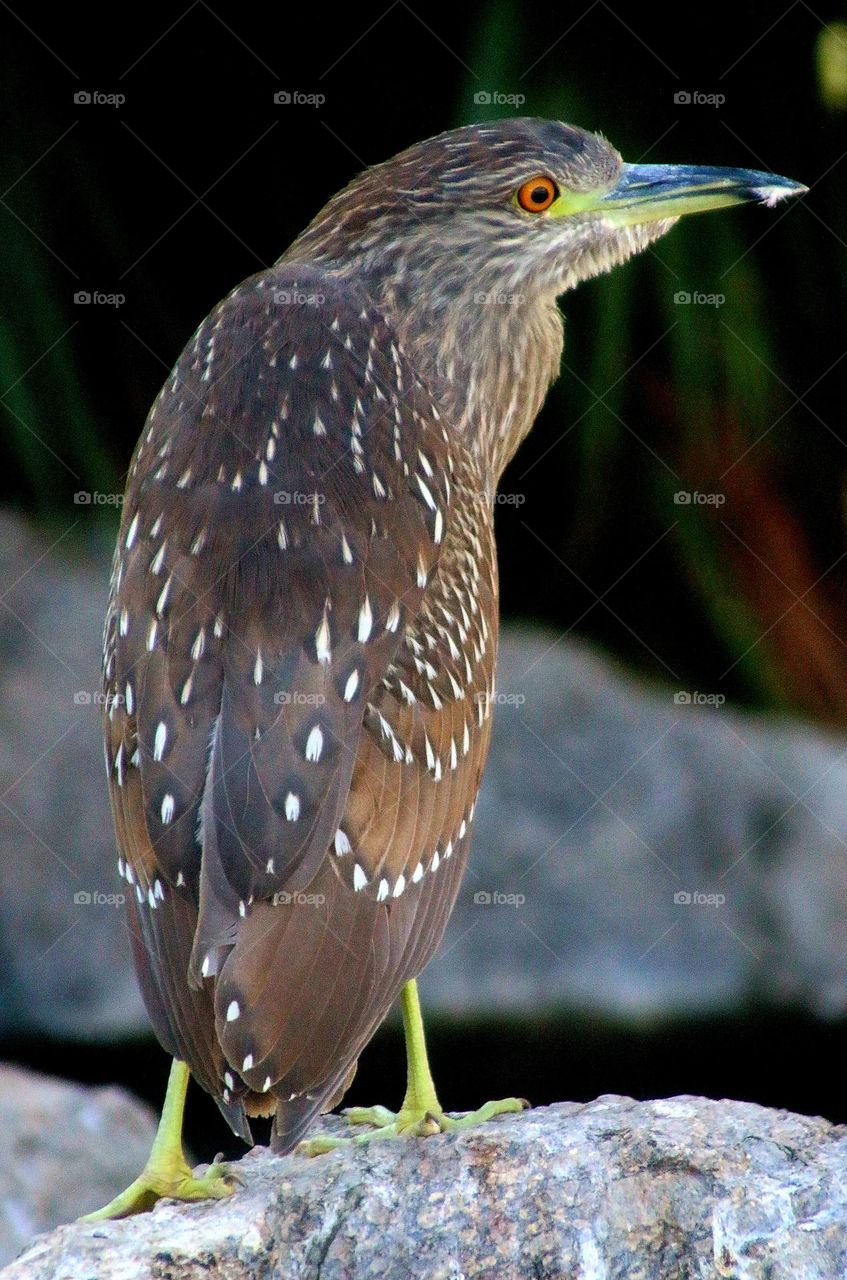 Juvenile Black-crowned Night Heron Portrait