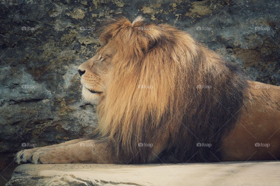 lion