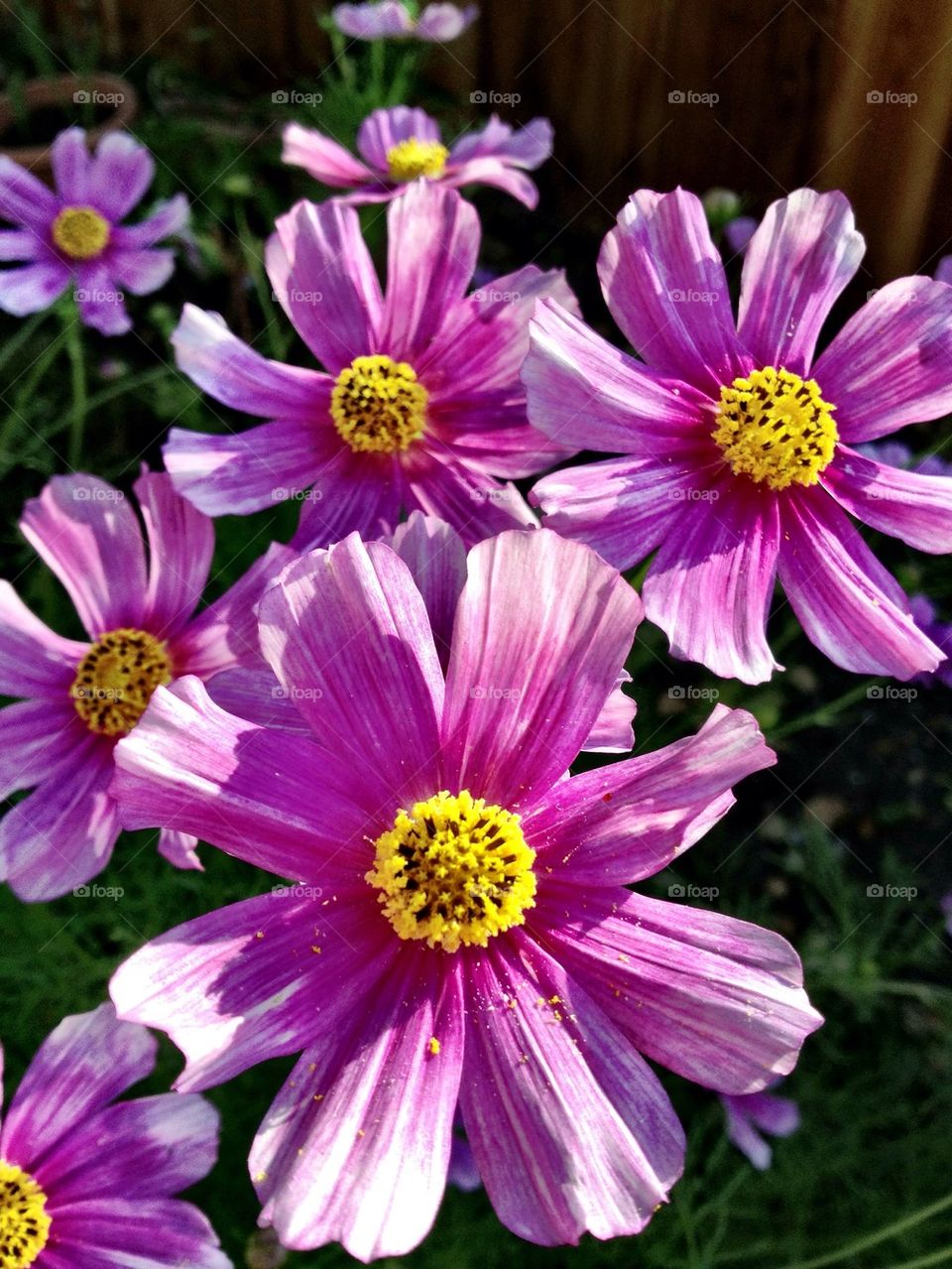Cosmos flowers