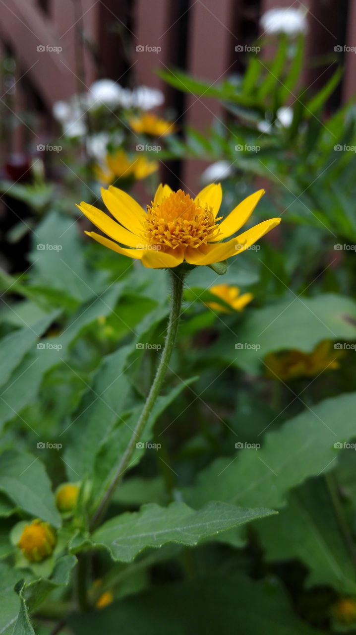 yellow blooms