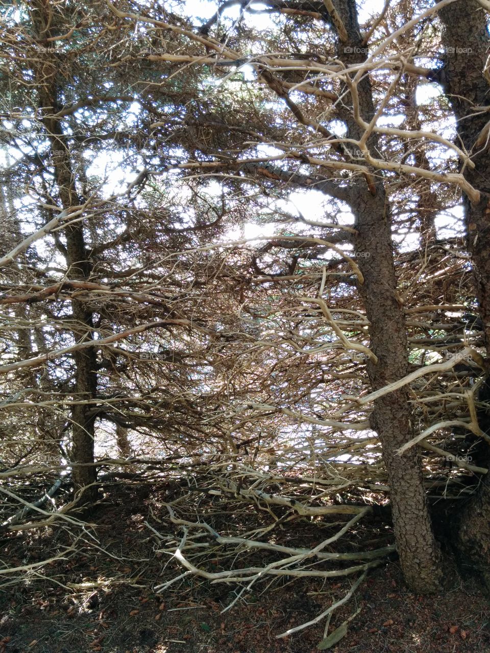 Thick Wood. Tree branches that lost their bark