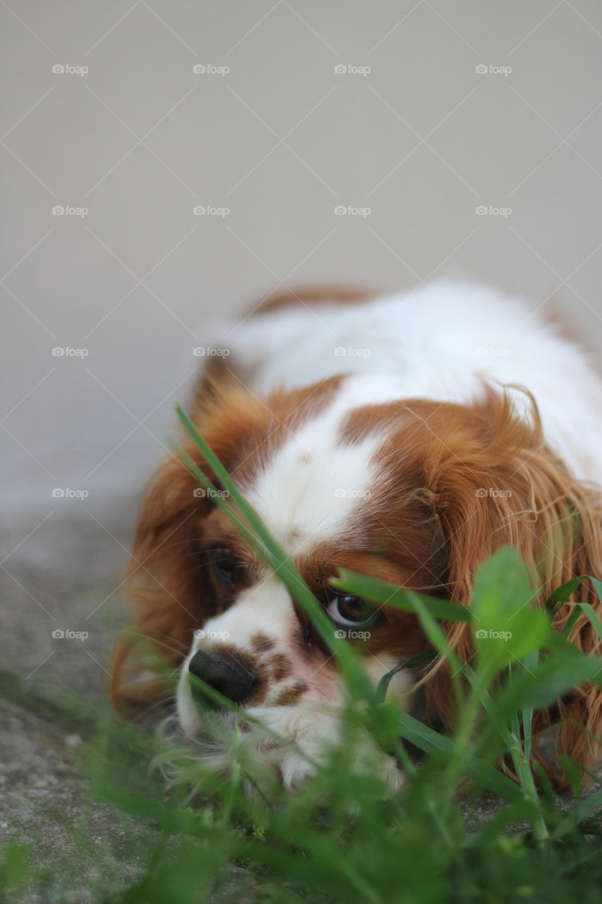 ground cute grass dog by ndia