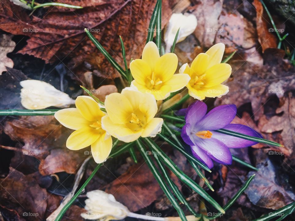 Crocuses