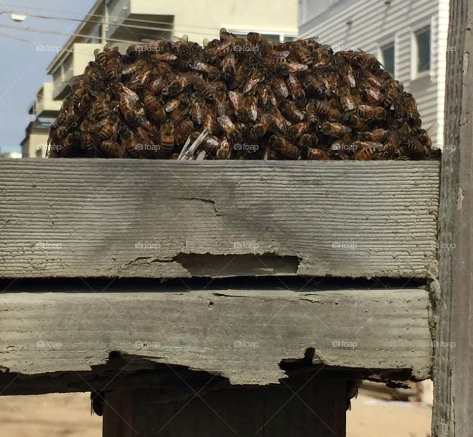 I'm not sure what created this swarm of bees to pile in this area but it was good to see healthy bees