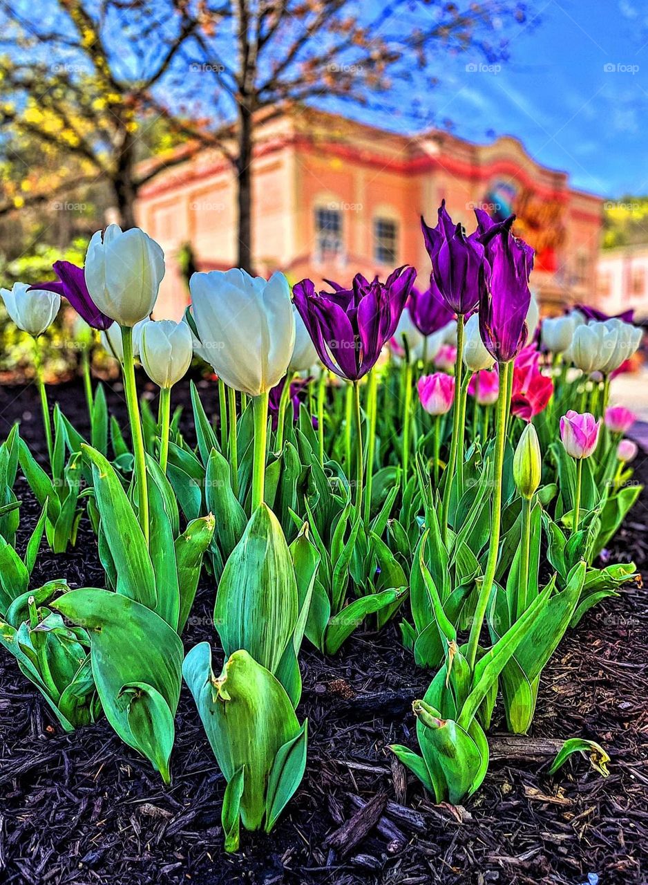 Brightly colored tulips at Dollywood, spring time at Amusement Parks, spring has spring, low perspective on flowers, looking through the flowers 