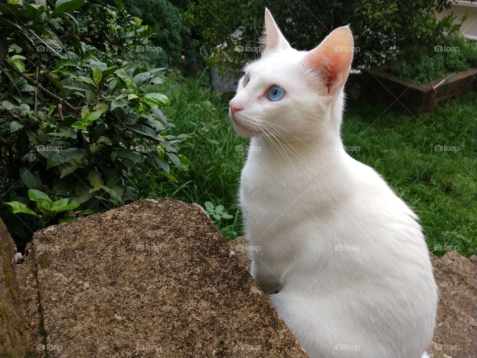 meu lindo gato branco