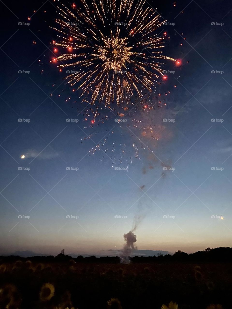 Fireworks over a field of sunflowers