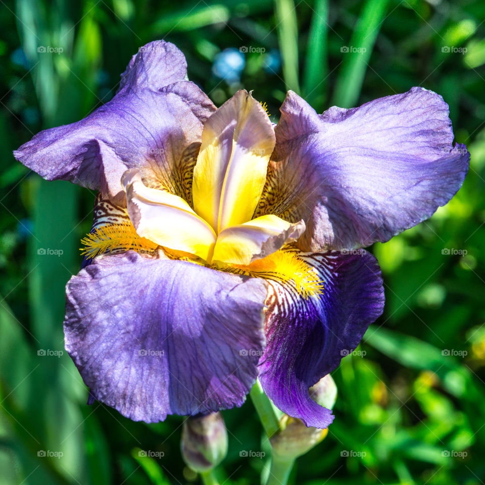 Purple Flower