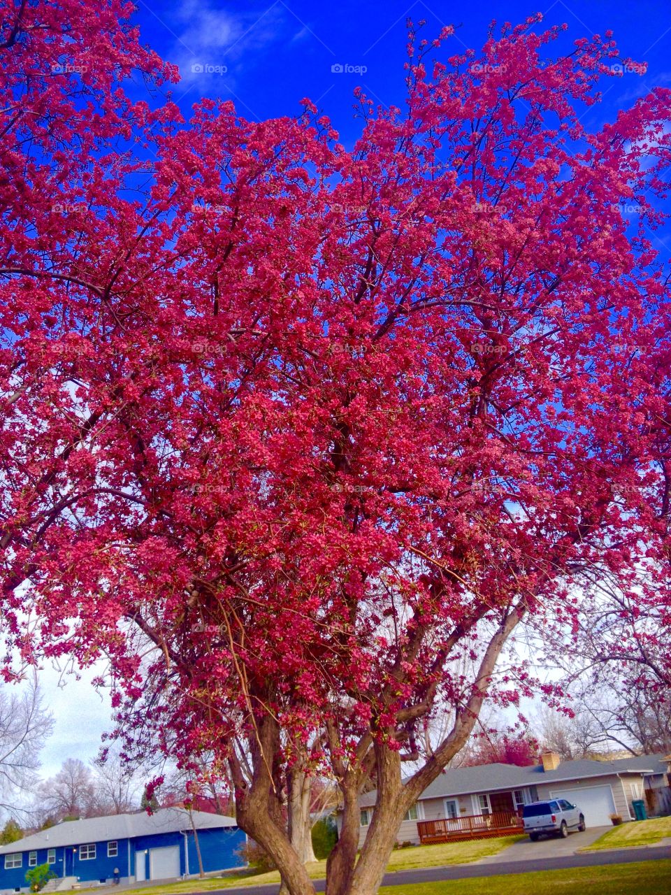 Crimson tree. Crimson tree in a park