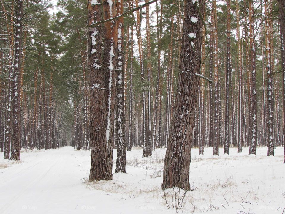 Winter forest