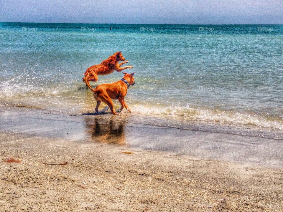 Dog Splash