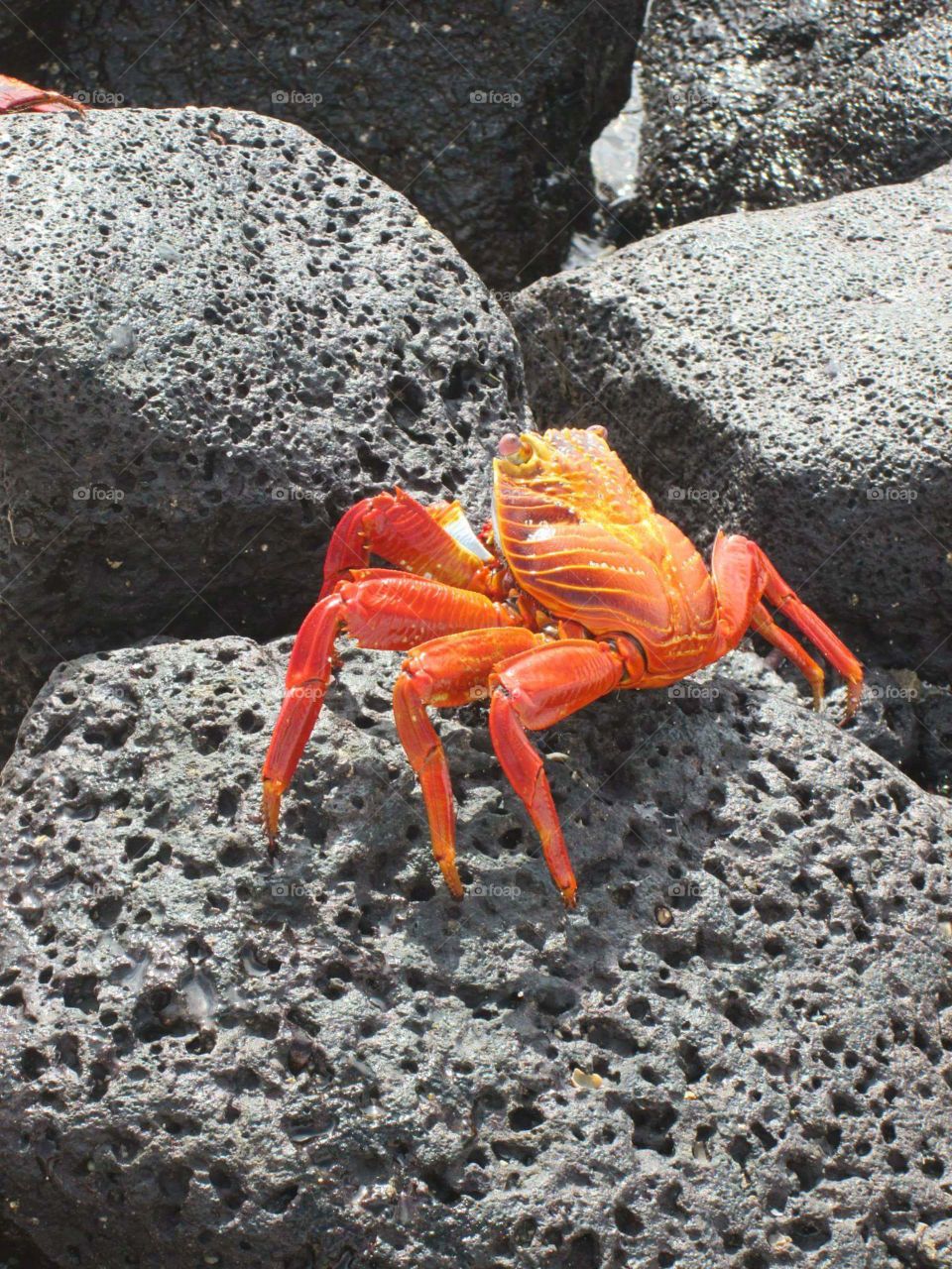 crab Galapagos