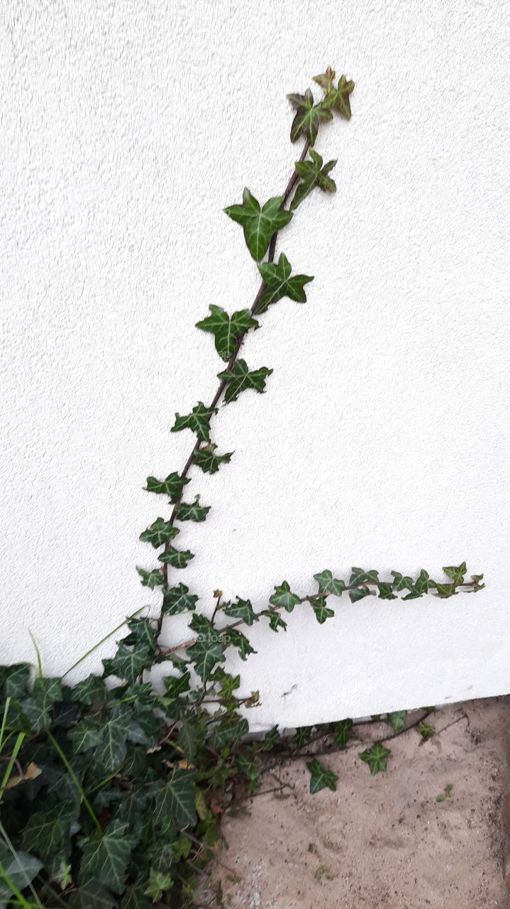 winter garden - green leaves of ivy shoots on the white wall