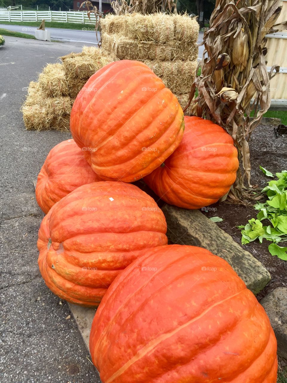 Large Orange Pumpkins 