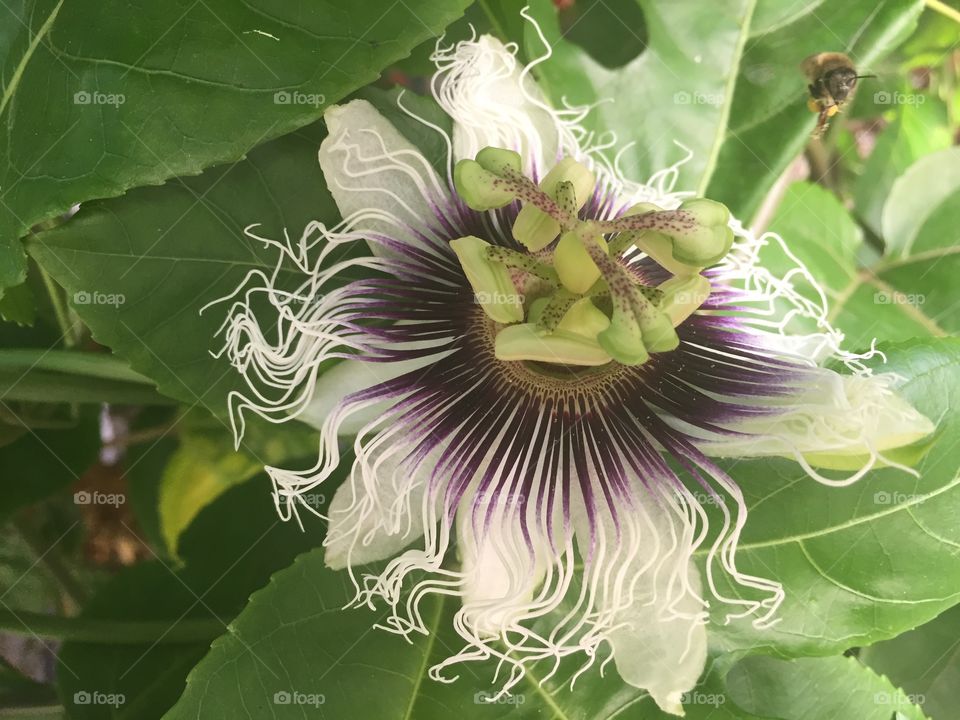 Nature tropical flower