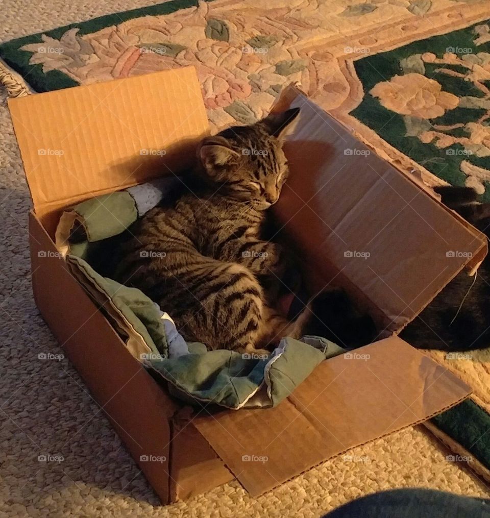 Tiger loves his box